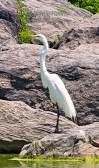 Great Egret on the Rocks.jpg